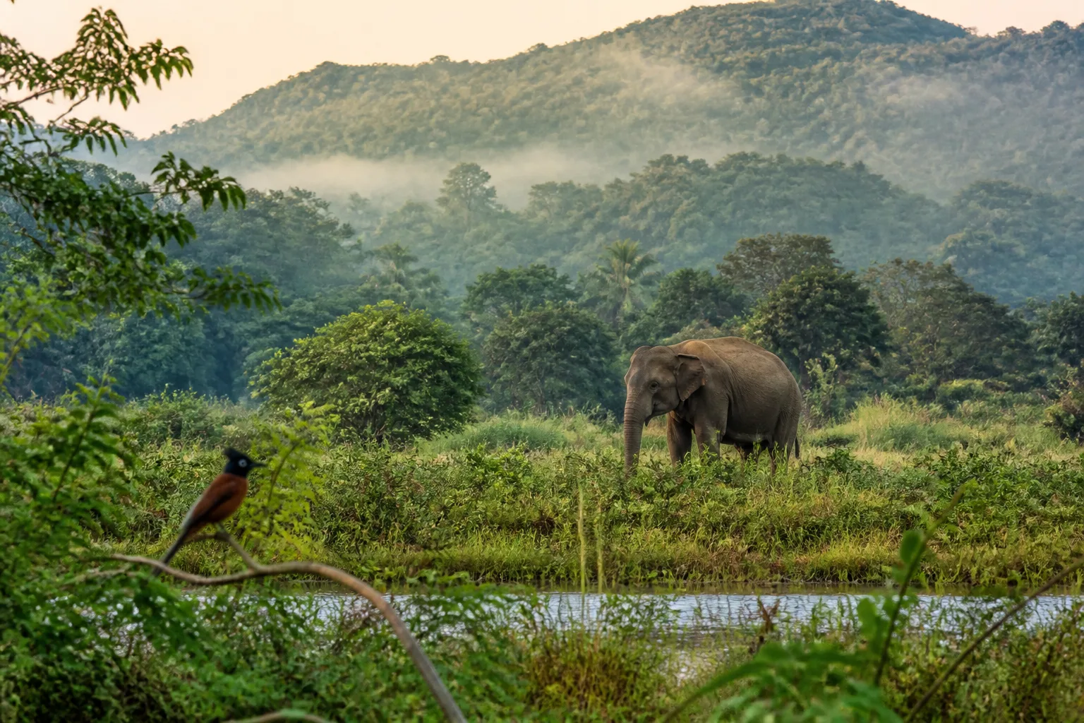 Elephant in a Sri Lankan national park landscape